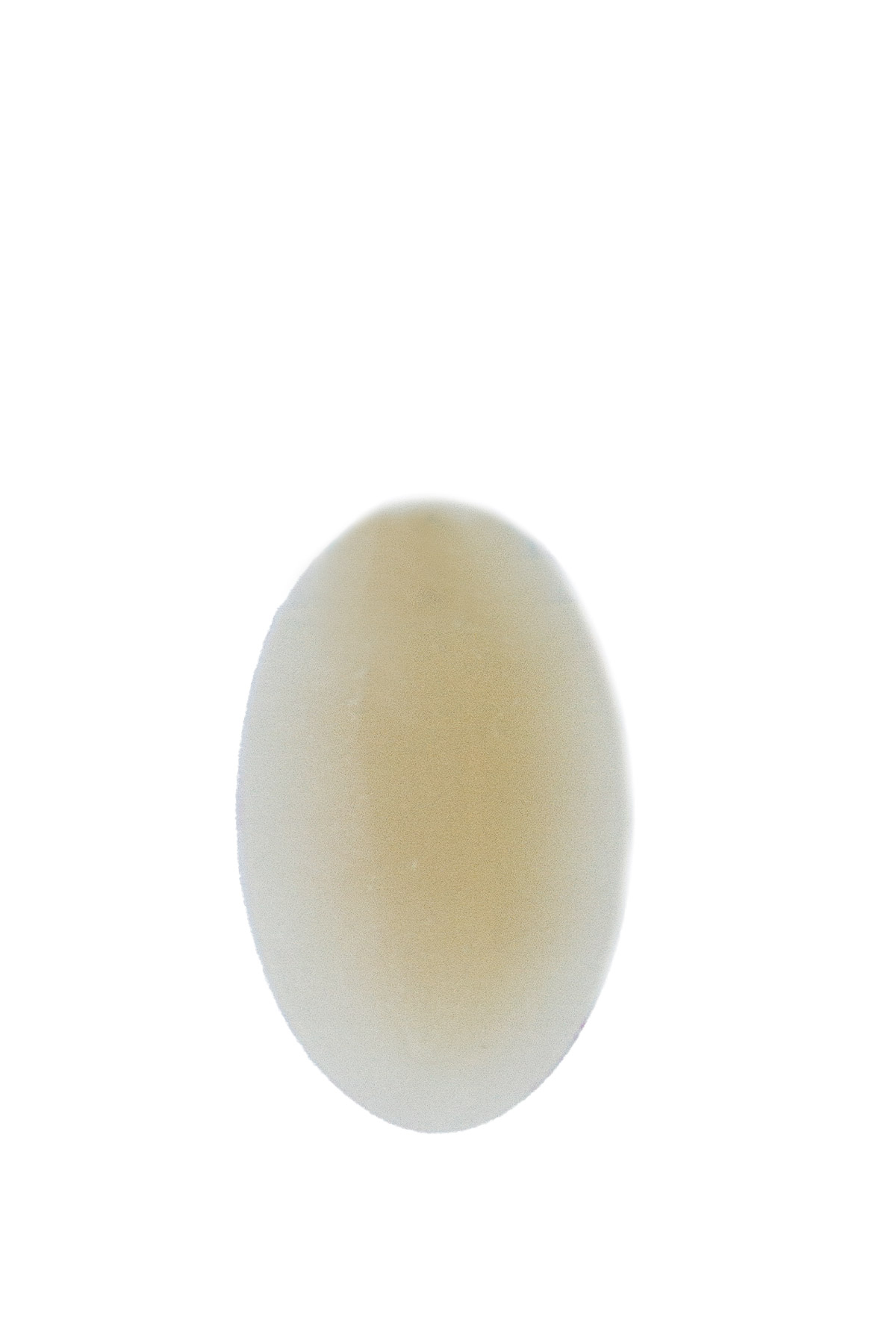 MR00005154_1.jpg